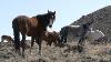 Mustang Rare Native American